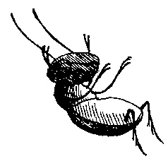 Иллюстрация к книге — Шедевр [i_054.jpg]