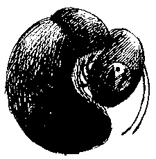 Иллюстрация к книге — Шедевр [i_072.jpg]