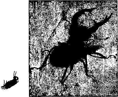 Иллюстрация к книге — Шедевр [i_122.jpg]