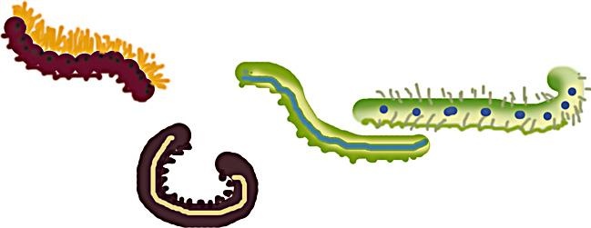 Иллюстрация к книге — Одомашнивание кота Мурзика [i_005.jpg]