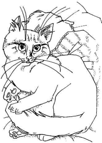 Иллюстрация к книге — Кошки как дети [i_002.jpg]