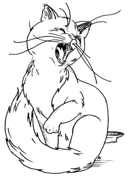 Иллюстрация к книге — Кошки как дети [i_003.jpg]