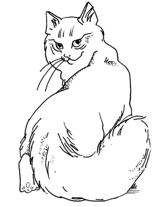 Иллюстрация к книге — Кошки как дети [i_008.jpg]