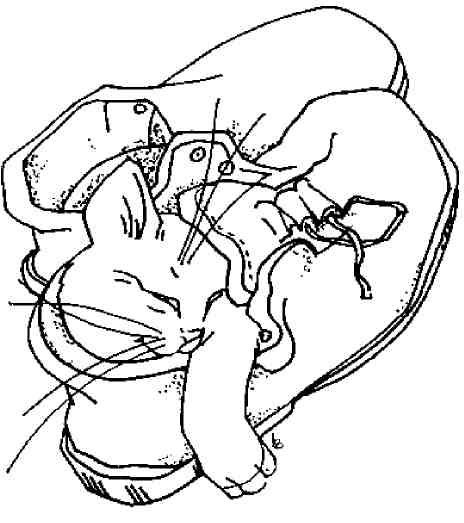 Иллюстрация к книге — Кошки как дети [i_020.jpg]