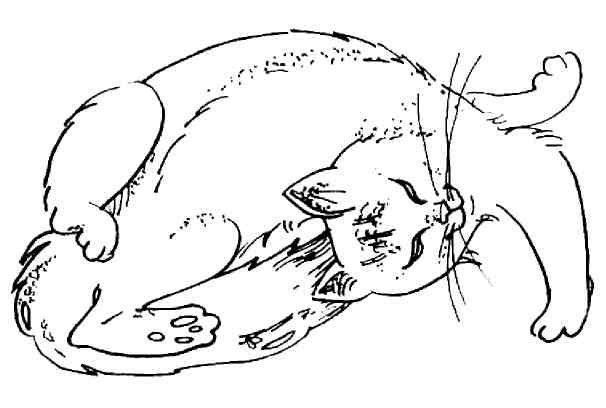 Иллюстрация к книге — Кошки как дети [i_035.jpg]