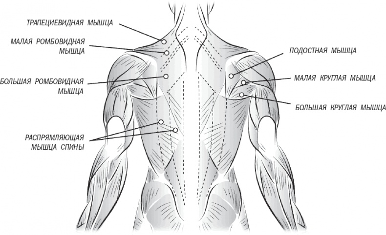 Иллюстрация к книге — Тоньше, Суше, Сильнее. Простая наука о построении женского тела [_48.jpg]
