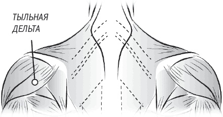 Иллюстрация к книге — Тоньше, Суше, Сильнее. Простая наука о построении женского тела [_50.jpg]