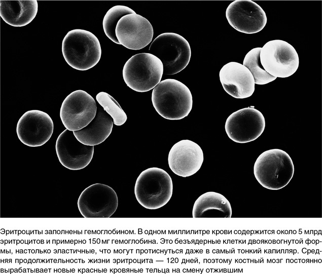 Иллюстрация к книге — На грани возможного. Наука выживания [i_014.jpg]