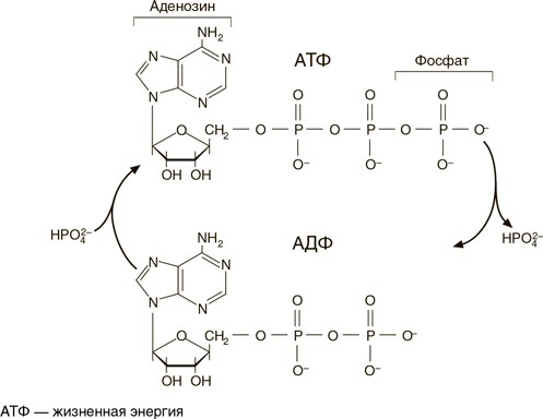 Иллюстрация к книге — На грани возможного. Наука выживания [i_060.jpg]