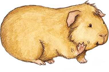 Иллюстрация к книге — Запарка в зоопарке. Стишки для детишек (от 4-12 лет) [i_014.jpg]