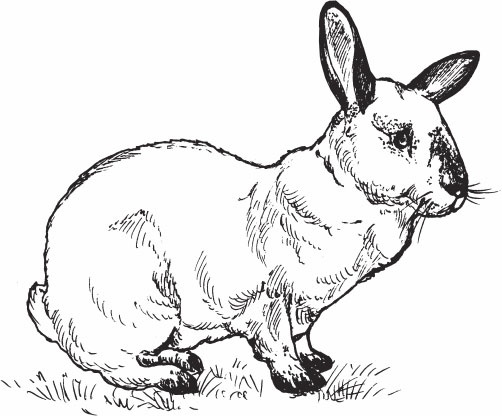 Иллюстрация к книге — Кролиководство для начинающих [_11.jpg]