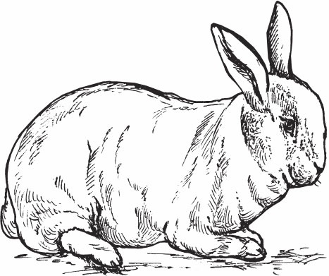 Иллюстрация к книге — Кролиководство для начинающих [_13.jpg]