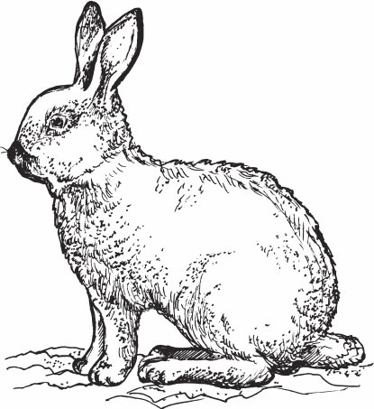 Иллюстрация к книге — Кролиководство для начинающих [_17.jpg]