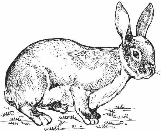 Иллюстрация к книге — Кролиководство для начинающих [_18.jpg]