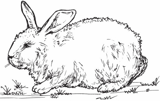 Иллюстрация к книге — Кролиководство для начинающих [_21.jpg]