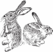 Иллюстрация к книге — Кролиководство для начинающих [_26.jpg]