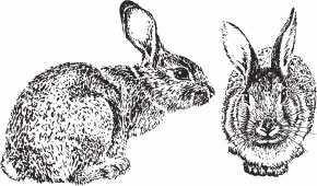 Иллюстрация к книге — Кролиководство для начинающих [_48.jpg]