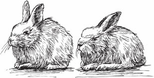 Иллюстрация к книге — Кролиководство для начинающих [_49.jpg]