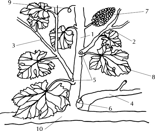 Иллюстрация к книге — Большая энциклопедия виноградаря [_10.jpg]