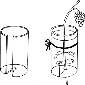Иллюстрация к книге — Большая энциклопедия виноградаря [_100.jpg]