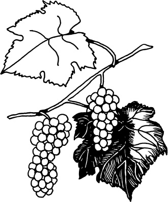 Иллюстрация к книге — Большая энциклопедия виноградаря [_104.jpg]