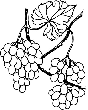 Иллюстрация к книге — Большая энциклопедия виноградаря [_108.jpg]