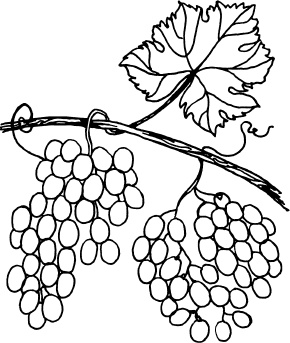 Иллюстрация к книге — Большая энциклопедия виноградаря [_110.jpg]