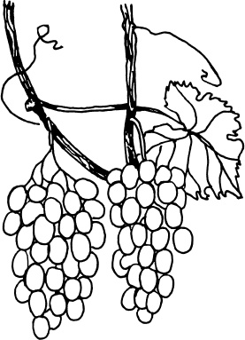 Иллюстрация к книге — Большая энциклопедия виноградаря [_112.jpg]