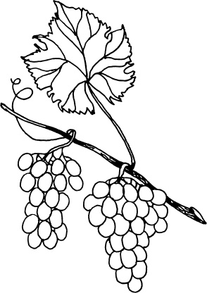 Иллюстрация к книге — Большая энциклопедия виноградаря [_113.jpg]