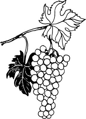 Иллюстрация к книге — Большая энциклопедия виноградаря [_114.jpg]