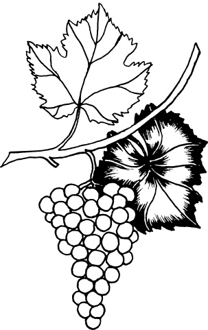 Иллюстрация к книге — Большая энциклопедия виноградаря [_115.jpg]