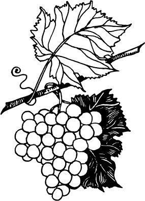 Иллюстрация к книге — Большая энциклопедия виноградаря [_119.jpg]