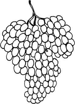 Иллюстрация к книге — Большая энциклопедия виноградаря [_121.jpg]