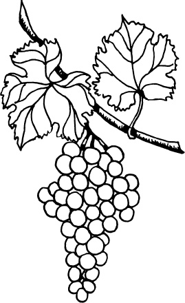 Иллюстрация к книге — Большая энциклопедия виноградаря [_126.jpg]