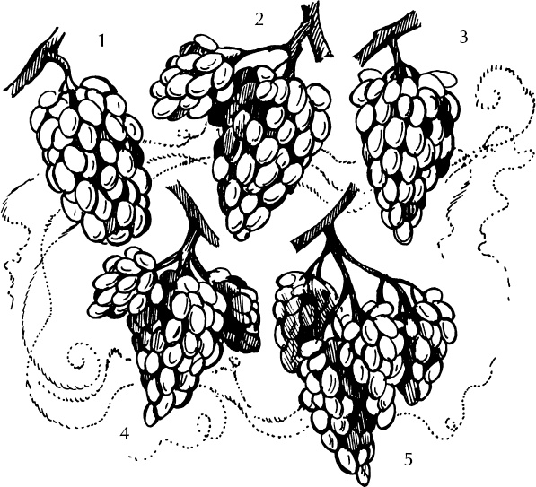 Иллюстрация к книге — Большая энциклопедия виноградаря [_15.jpg]