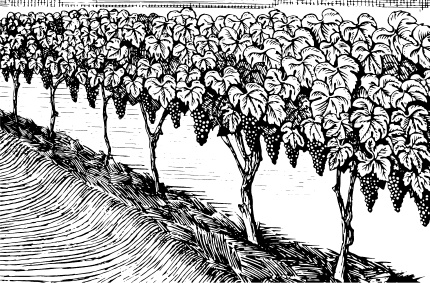 Иллюстрация к книге — Большая энциклопедия виноградаря [_16.jpg]