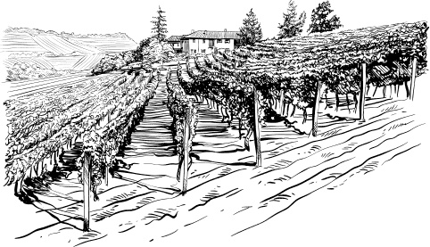 Иллюстрация к книге — Большая энциклопедия виноградаря [_17.jpg]