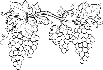 Иллюстрация к книге — Большая энциклопедия виноградаря [_18.jpg]