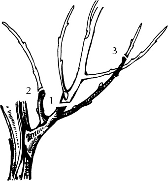 Иллюстрация к книге — Большая энциклопедия виноградаря [_19.jpg]