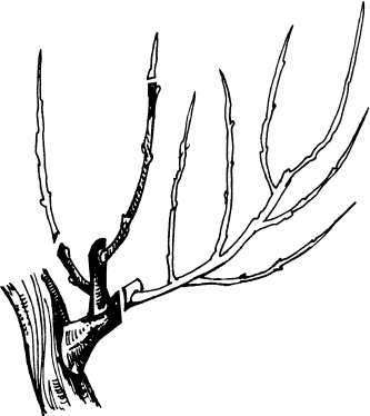 Иллюстрация к книге — Большая энциклопедия виноградаря [_21.jpg]