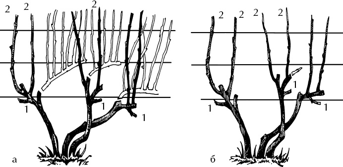 Иллюстрация к книге — Большая энциклопедия виноградаря [_22.jpg]