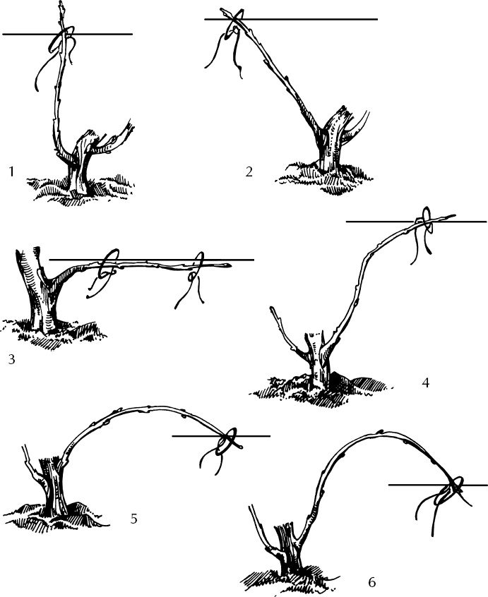 Иллюстрация к книге — Большая энциклопедия виноградаря [_26.jpg]