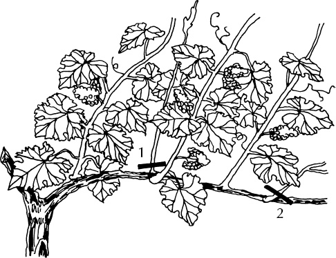 Иллюстрация к книге — Большая энциклопедия виноградаря [_28.jpg]