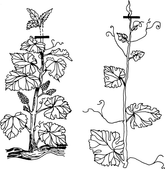 Иллюстрация к книге — Большая энциклопедия виноградаря [_30.jpg]