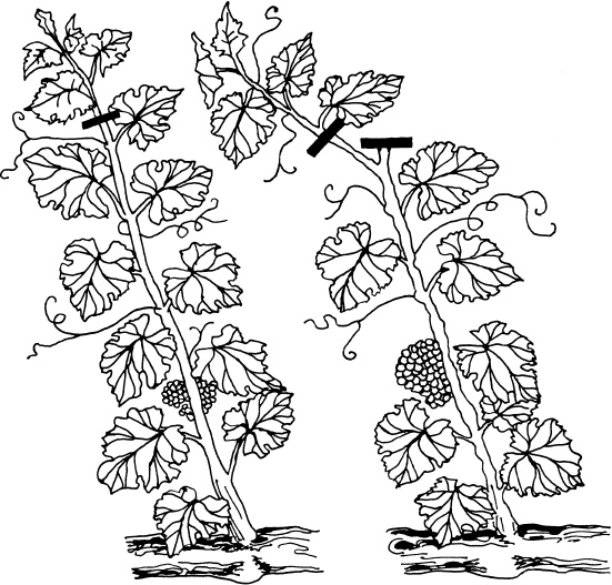 Иллюстрация к книге — Большая энциклопедия виноградаря [_31.jpg]