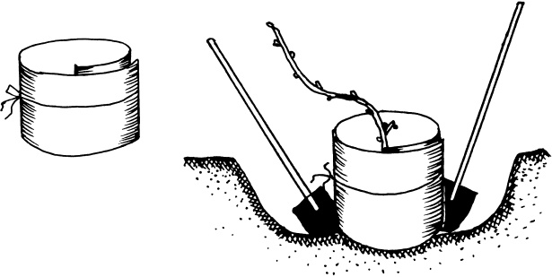 Иллюстрация к книге — Большая энциклопедия виноградаря [_32.jpg]