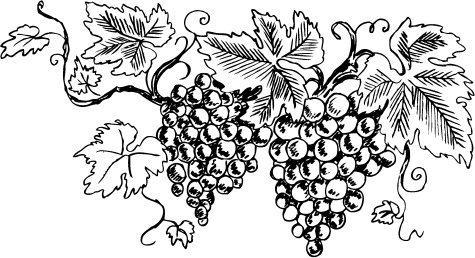 Иллюстрация к книге — Большая энциклопедия виноградаря [_37.jpg]
