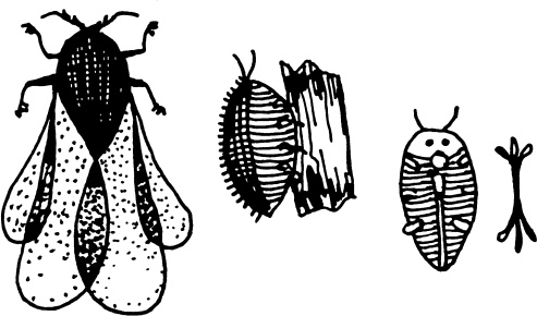 Иллюстрация к книге — Большая энциклопедия виноградаря [_45.jpg]