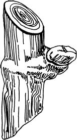 Иллюстрация к книге — Большая энциклопедия виноградаря [_50.jpg]