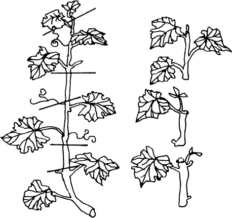 Иллюстрация к книге — Большая энциклопедия виноградаря [_52.jpg]